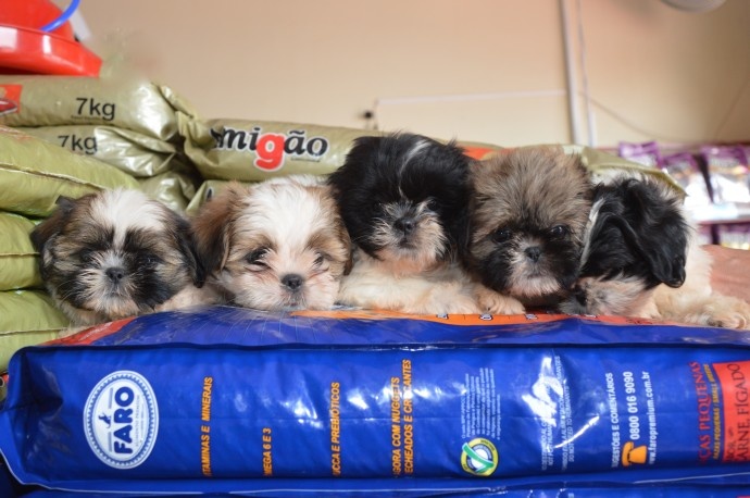 Filhotes de Shih-tzu, excelente linhagem - em at&eacute; 5 x no Cart&atilde;o. Pronto pra entrega - Foto: Jos&eacute; Ant&ocirc;niode Andrade/Jornal da Nova